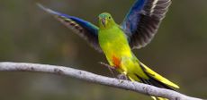 Orange-bellied parrot