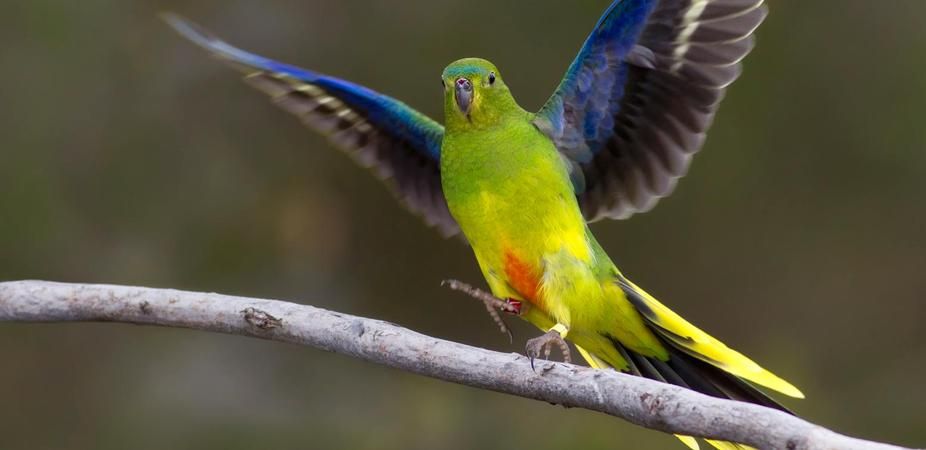 Orange-bellied parrot