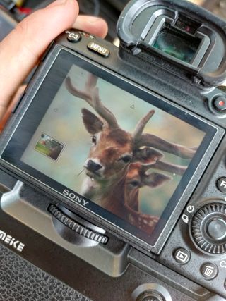 photographing wildlife deer