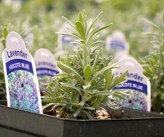 lavender Hidcote Blue plant plugs with labels