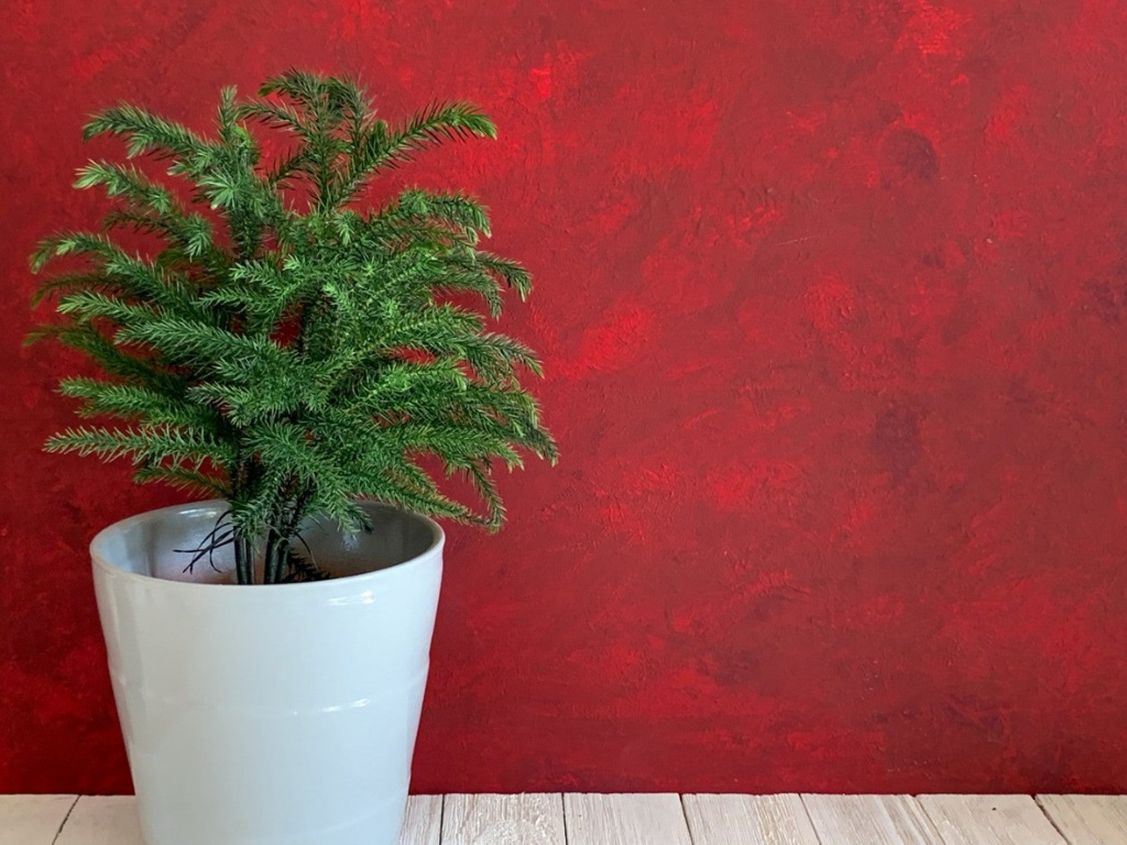 Advice for indoor Norfolk Pine branches drying out and dying? : r