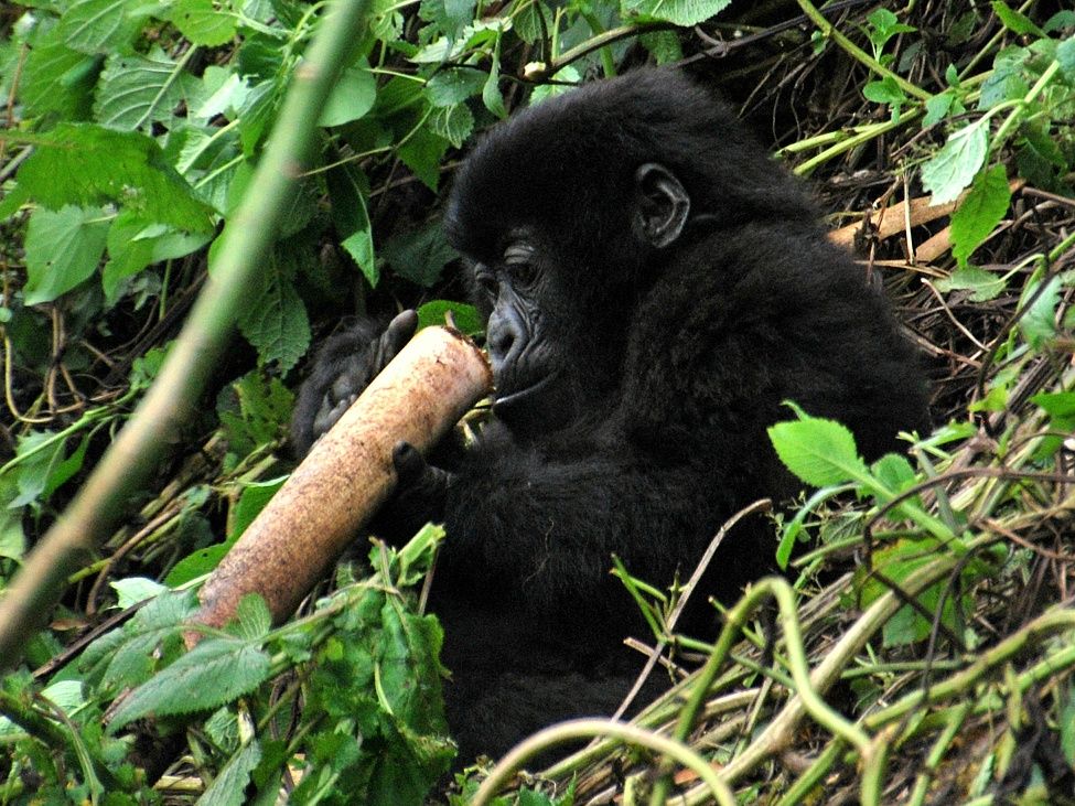 A young mountain gorilla inspects a shoot of one of the new bamboo species, Oldeania alpina.