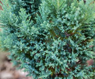 blue false cypress growing in yard