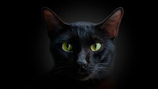 Close up of the face of a black cat with big green eyes on a black background.