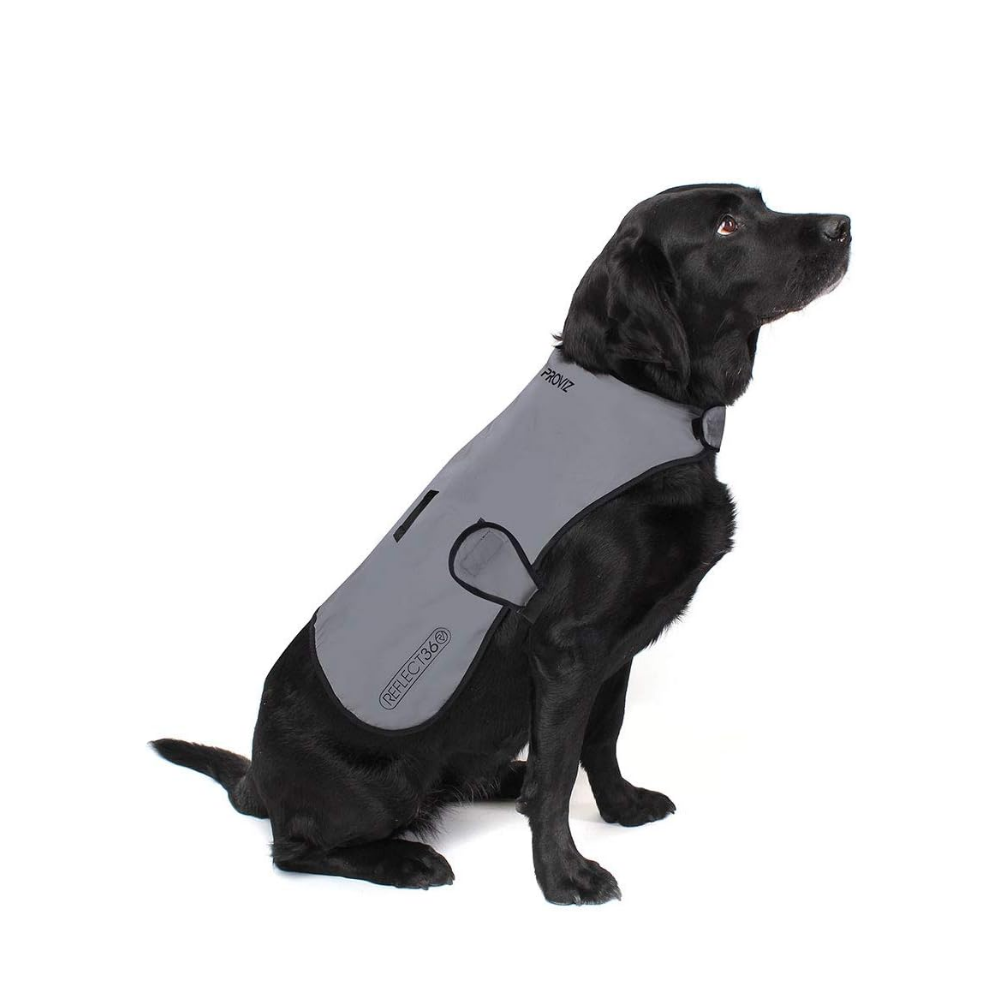 Proviz Reflect 360 dog coat on a black dog, one of the best dog coats