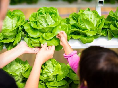 Kids In Hydroponic Garden Reaching At Green Vegetable Plant