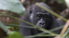 Western lowland gorilla in Odzala-Kokoua National Park