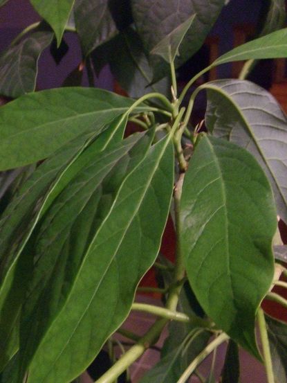 Avocado Plant Leaves
