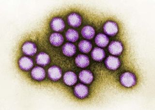 It Looks Like the Flu, But Isn't: What Is Adenovirus? | Live Science