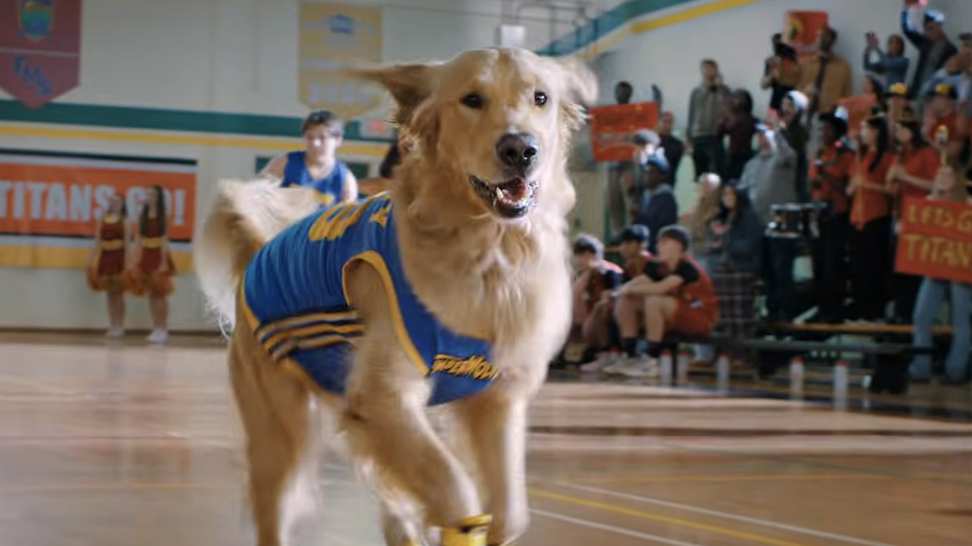 Air Bud in jersey running across basketball court in Air Bud Returns