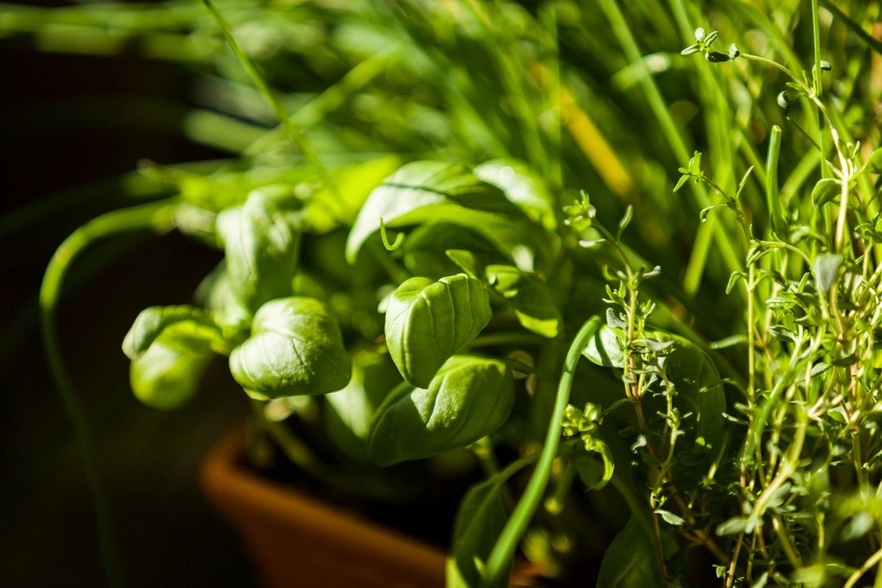 overgrown herbs