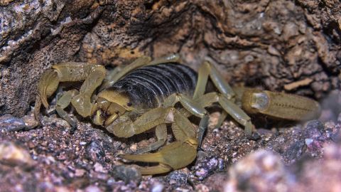 15 strange desert animals | Live Science