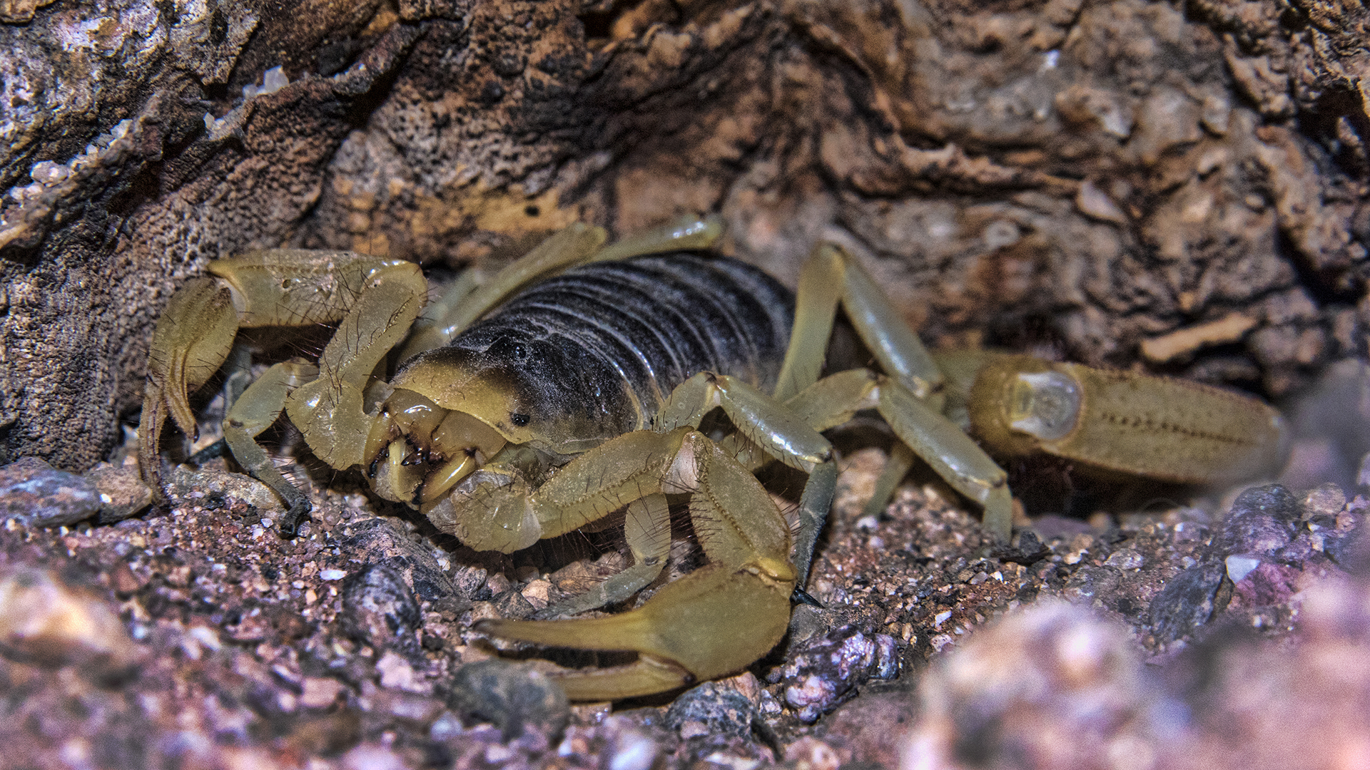 The hairy desert scorpion (Hadrurus arizonensis) is the largest North American scorpion.