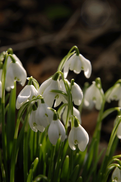 snowdrops6.gif