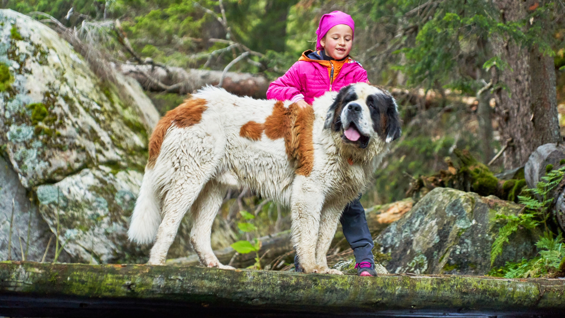 a girl in a pink coat stands next to a Saint Bernard in a forest