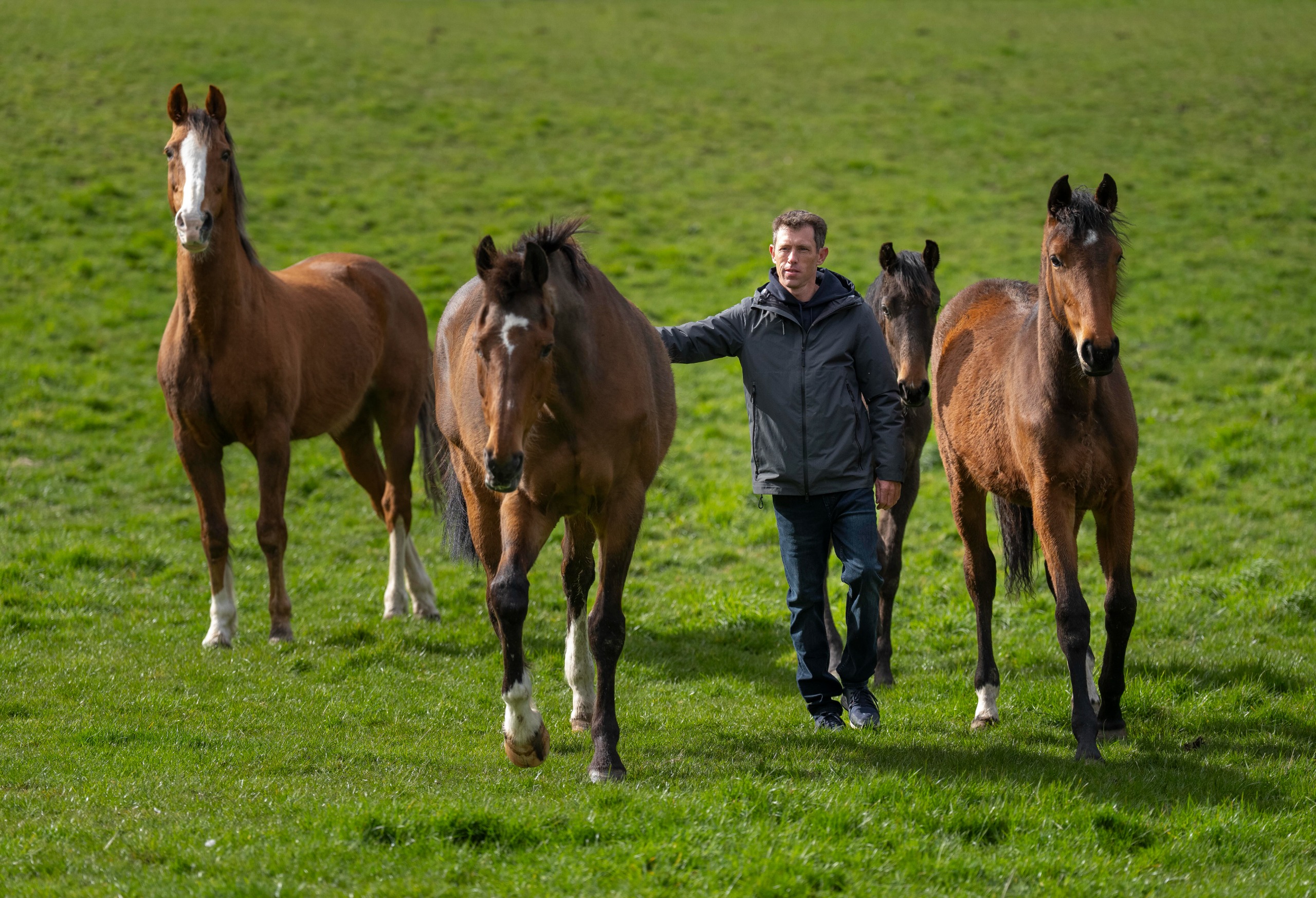 Scott Brash walks in the middle of four horses in the middle of a field
