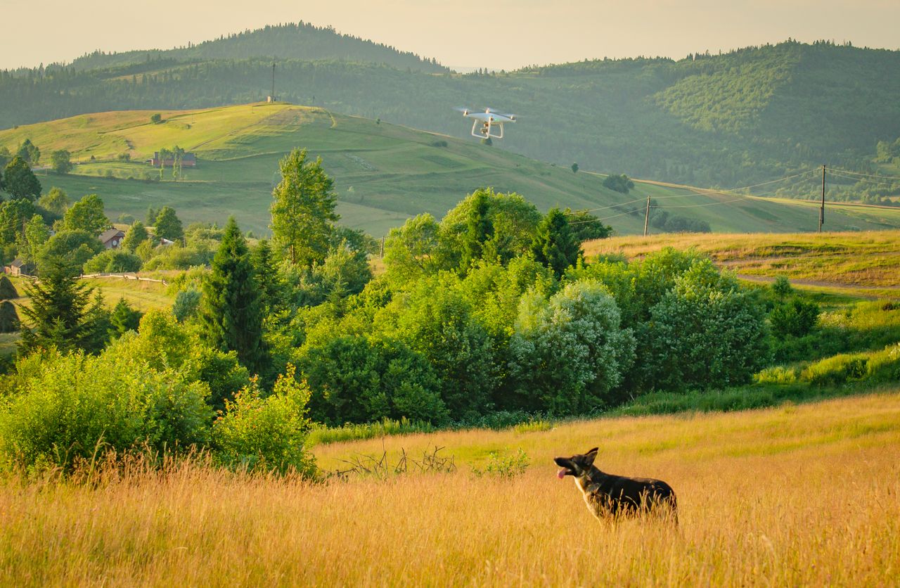 SAR drone dogs