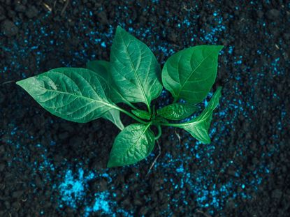 Pepper Plant In Soil With Blue Fertilizer