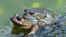 two european common frogs mating in a pond 
