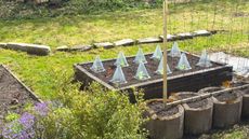 Raised bed with wire cloches over lettuce plants