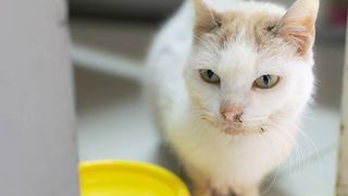 A white cat with a dirty mouth