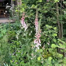 Foxgloves (Digitalis purpurea 'Sutton's Apricot') growing in garden at RHS Chelsea Flower Show 2025