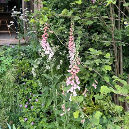 Foxgloves (Digitalis purpurea 'Sutton's Apricot') growing in garden at RHS Chelsea Flower Show 2025