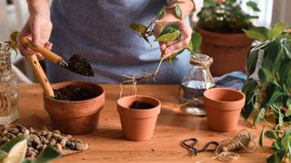 picture of woman potting houseplant with soil and fertiliser