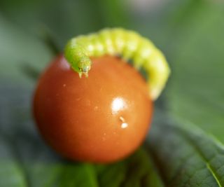 Caterpillar eating a tomato