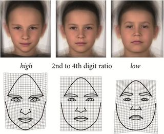 Prepubescent boys with low digit ratio have smaller and shorter foreheads, thicker eyebrows, wider and shorter noses, and larger lower faces — all features of a characteristically masculine face.