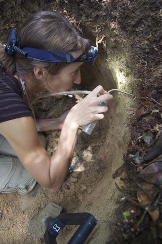 Researcher Ana Ješovnik of the Smithsonian Institution hunts for ants in the Brazilian Amazon.