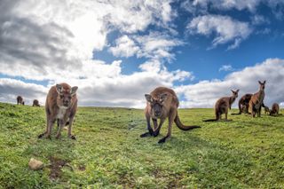 Kangaroos