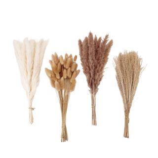 Four bunches of dried pampas grass