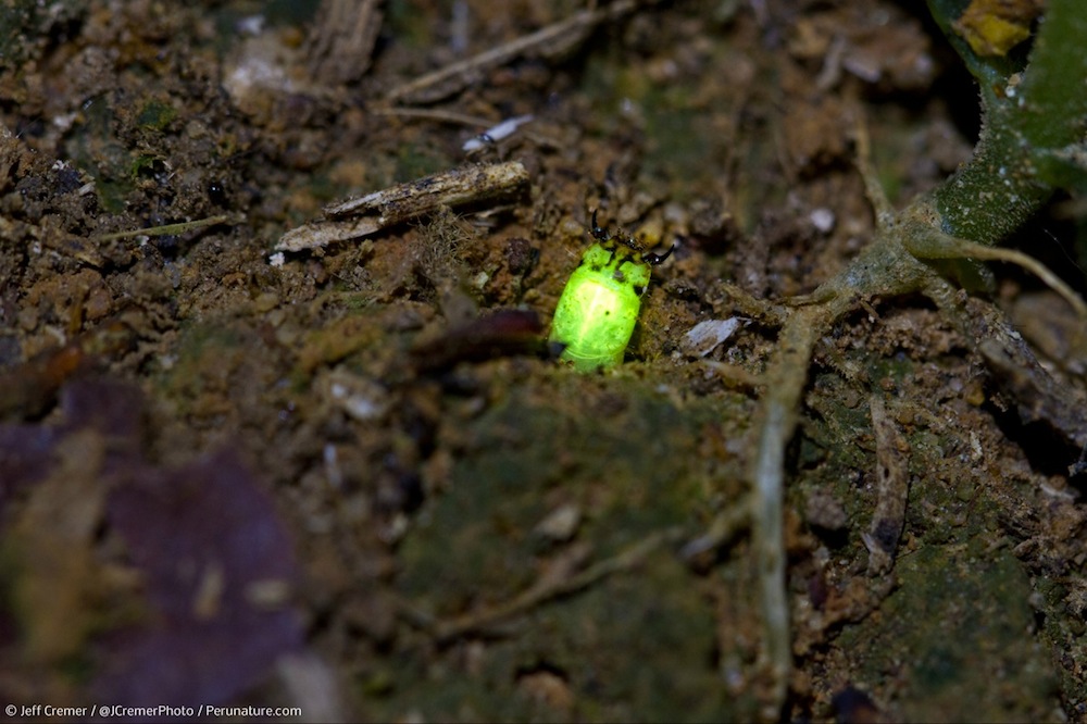 Photos: A Green Glow Worm from the Amazon | Live Science