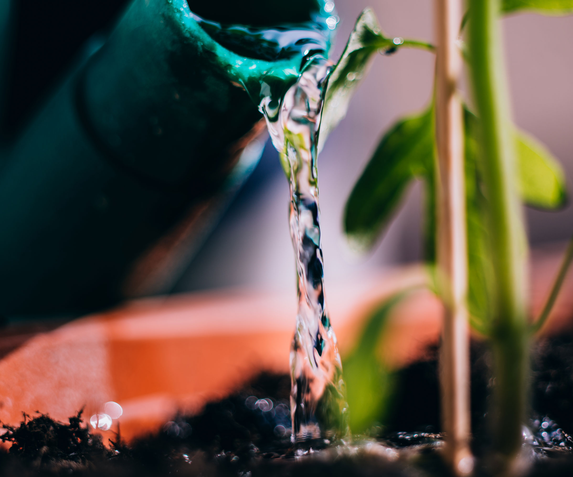 watering potted chili plant