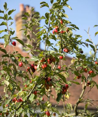 apple tree with small apples