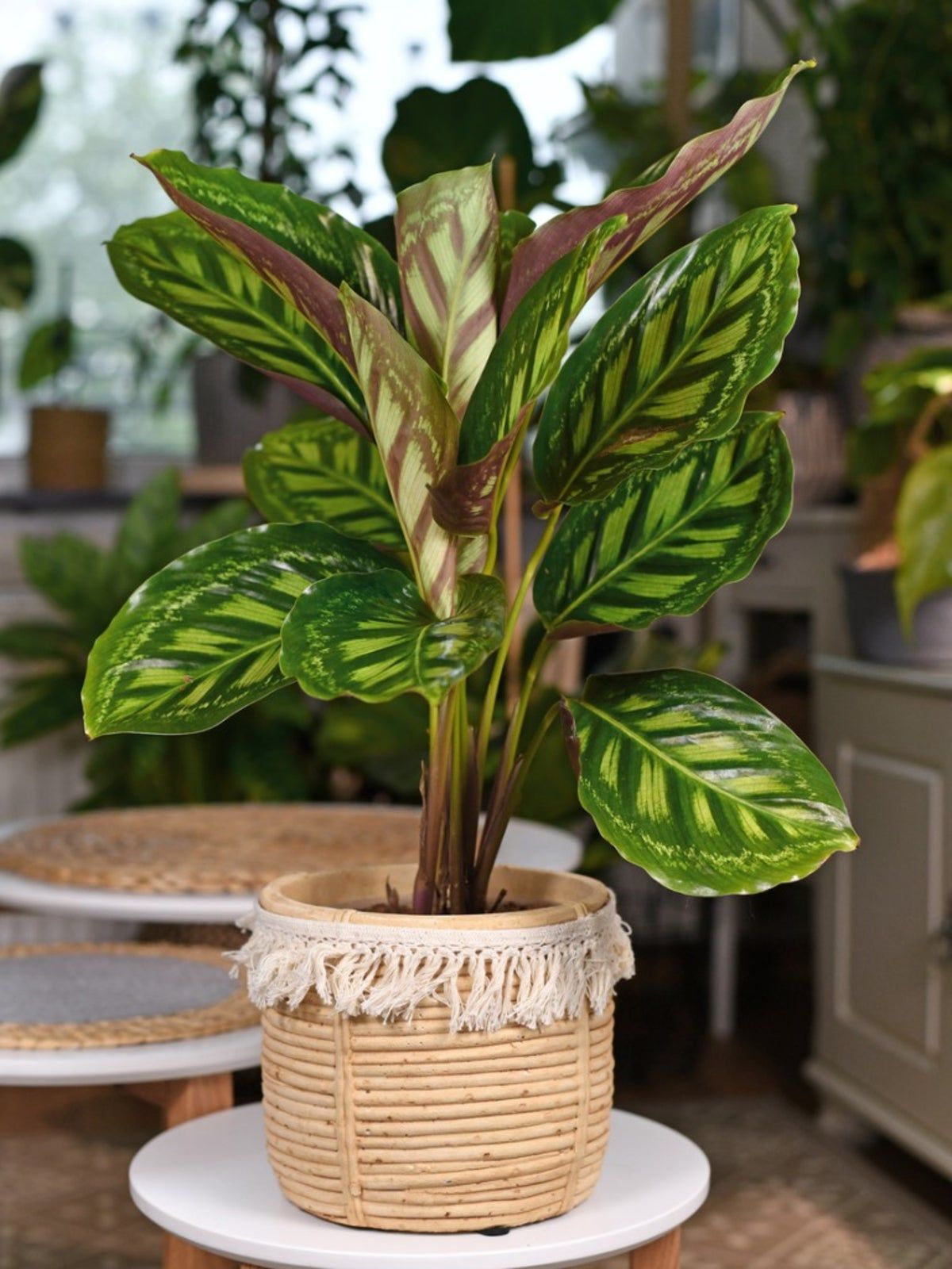 A Potted Houseplant