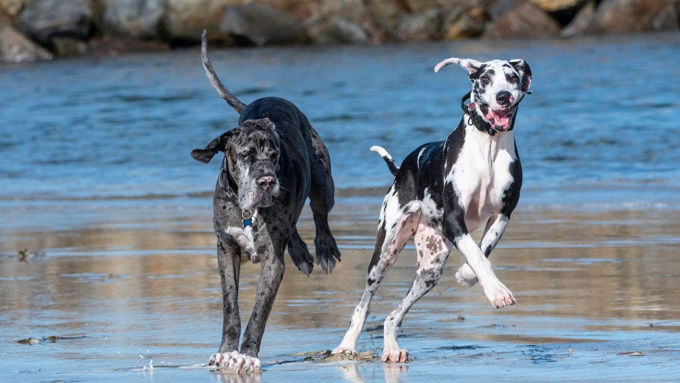 Two large great dane's running in the water at the beach
