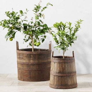 Two wine barrel decorative pots with ornamental fruit trees inside 