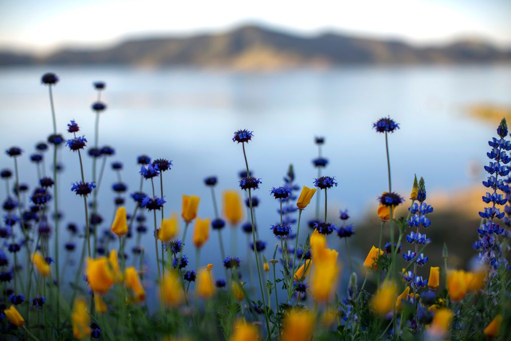 California flowers after drought