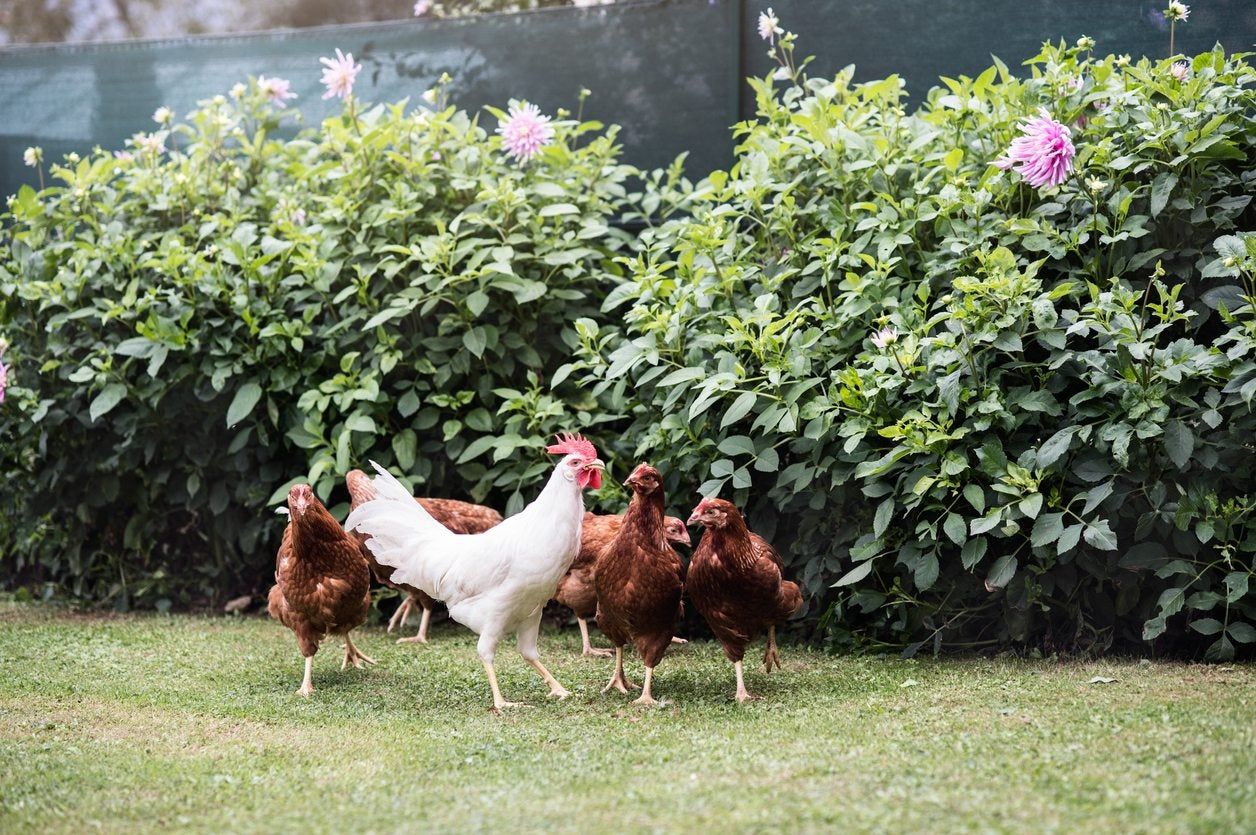 Protecting Plants From Chickens How To Chicken Proof My Garden