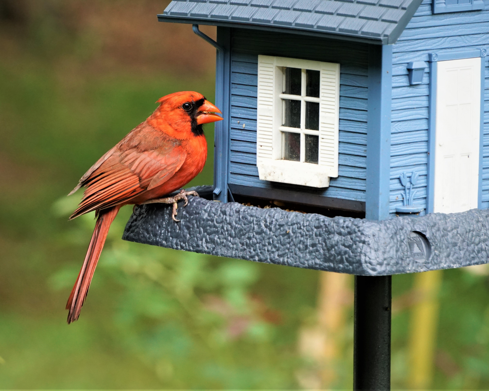 cardinal on bird feeder in garden