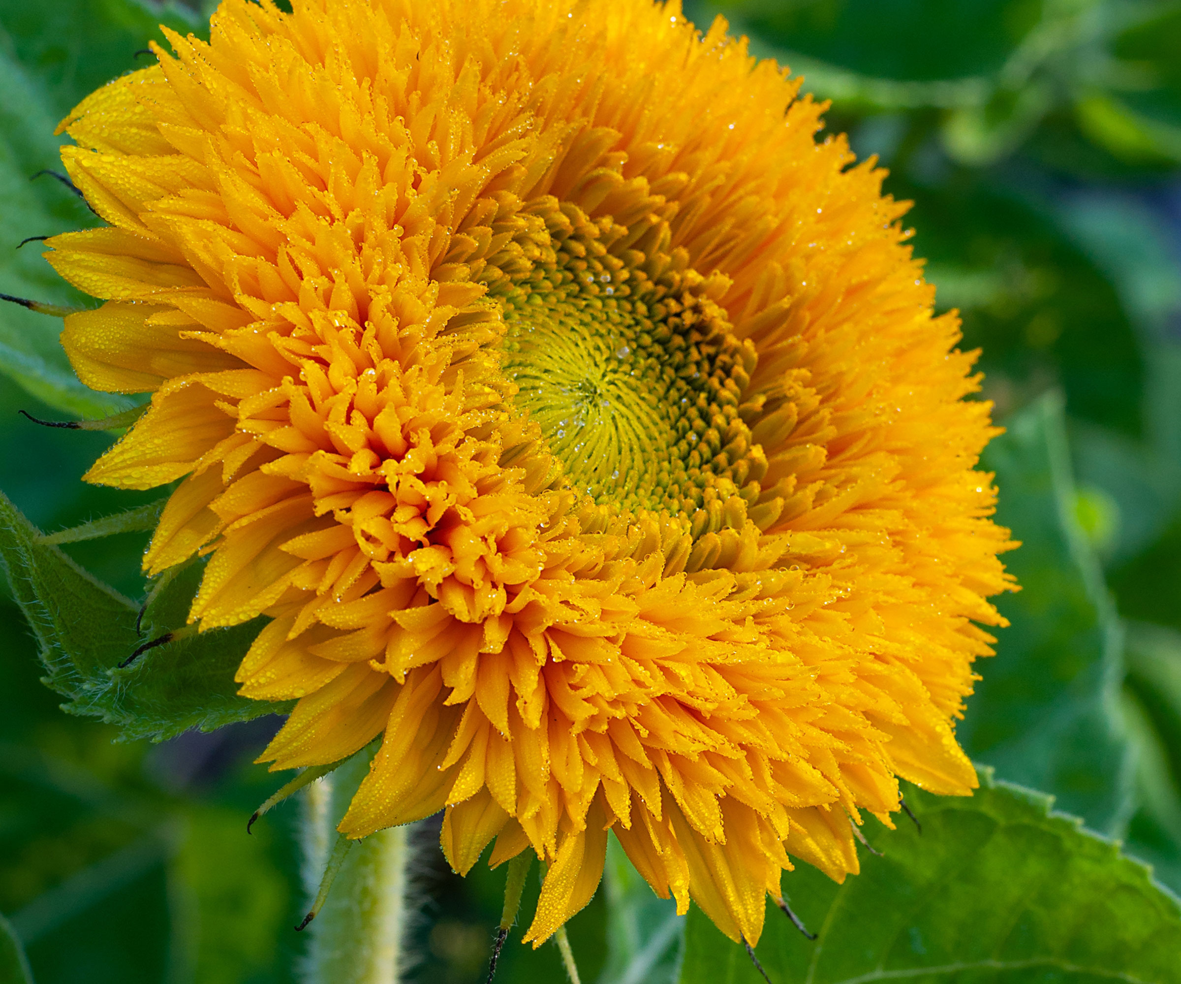 teddy bear sunflower showing yellow flower head