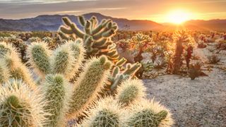 Cholla cactus in Joshua Tree National park at sunrise
