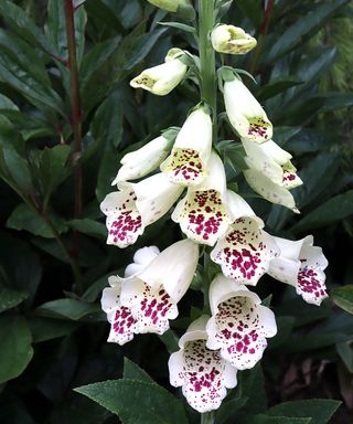 D. purpurea 'Dalmatian White' (Dalmatian Series