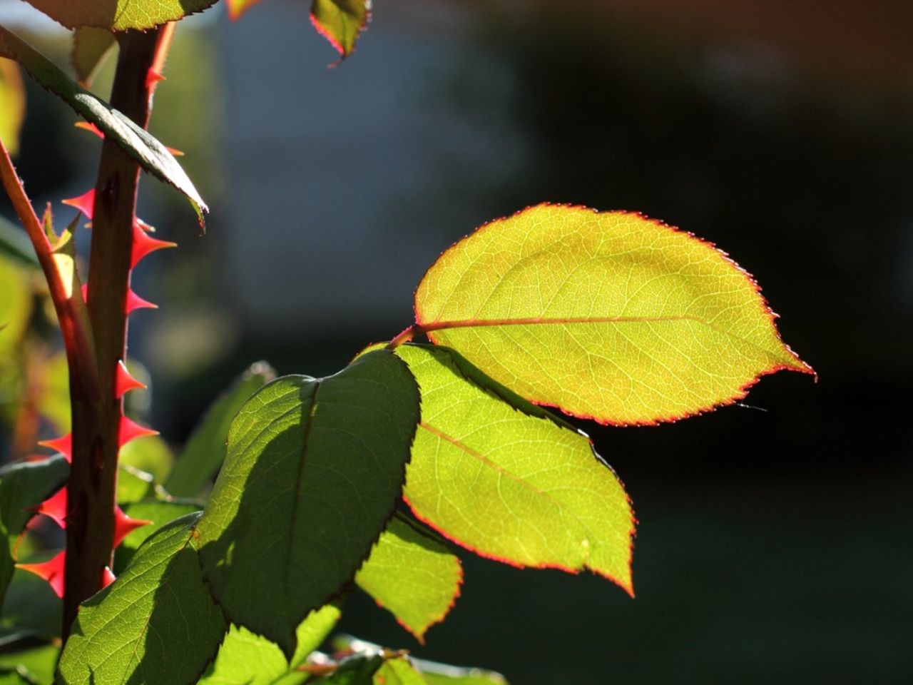 A Rose Bush With No Blooms