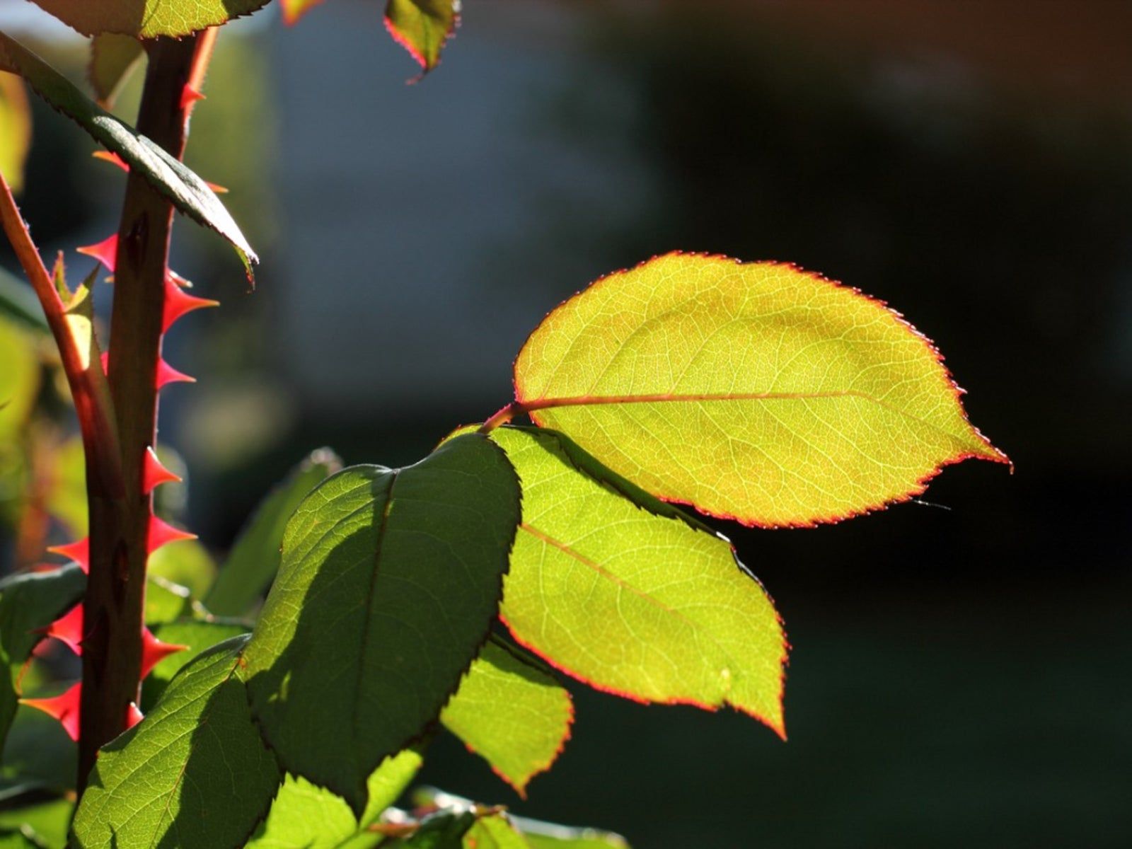 Rose Not Rosa Rose Not Blooming: Reasons For Rose Bushes That Will Not Bloom ...
