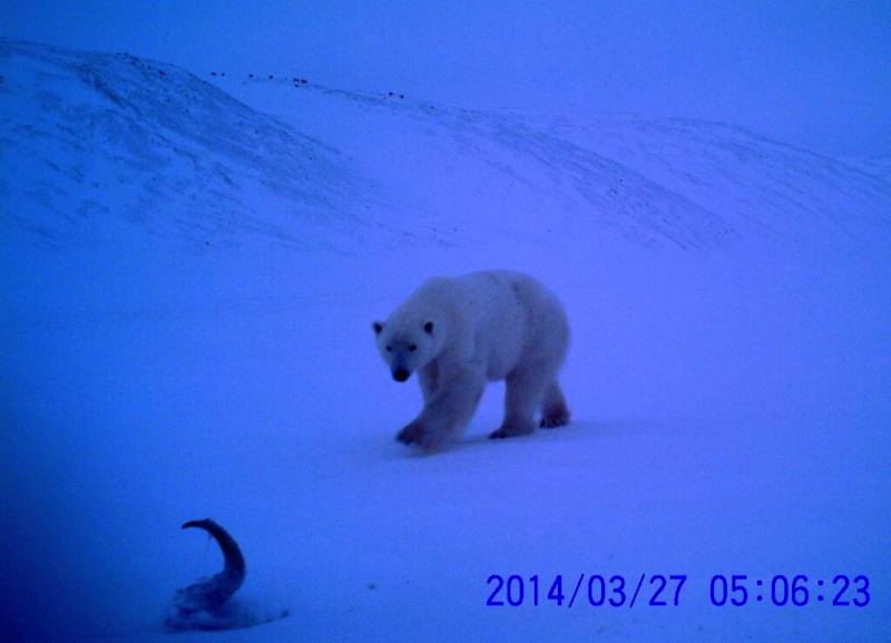 Polar Bear Caught on Camera with Eerie Musk Ox Horn (Photo) | Live Science