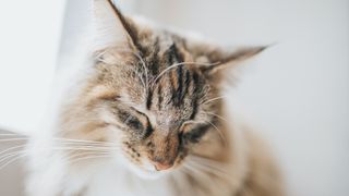 Norwegian Forest cat