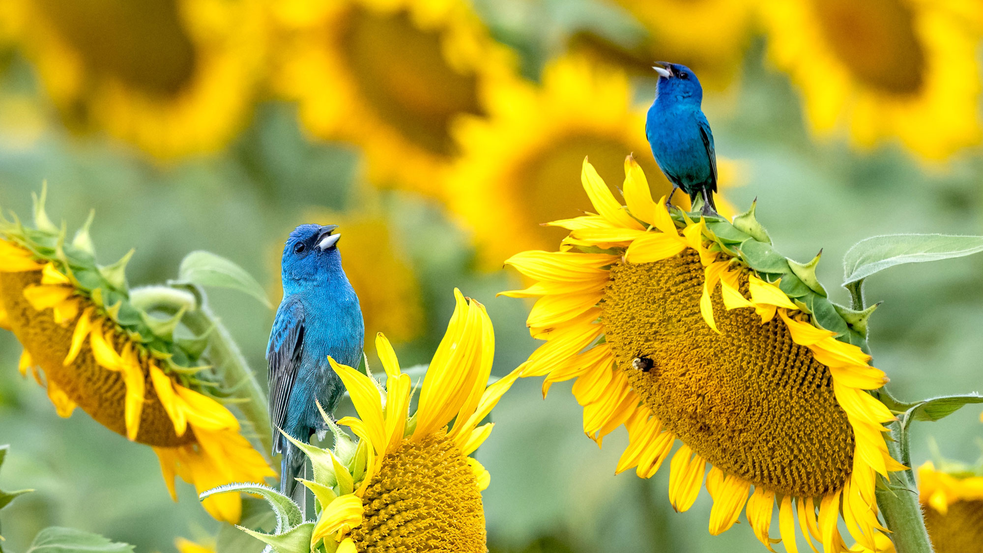two indigo bunting birds sitting on sunflower heads